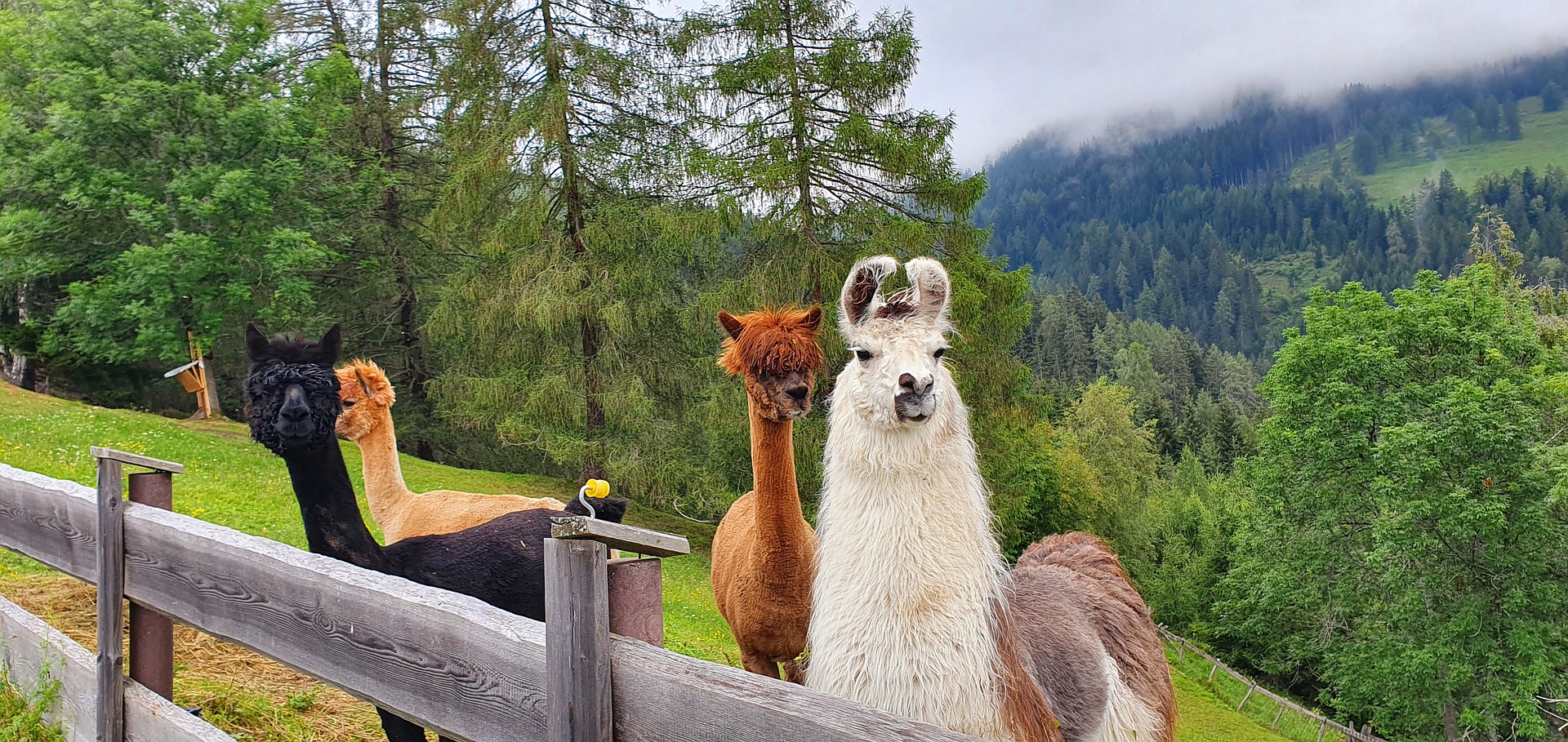 Tierische Wanderbegleitungen Wanderwelt sterreich